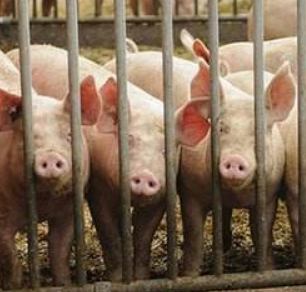 常德市畜牧部门全力防控非洲猪瘟
