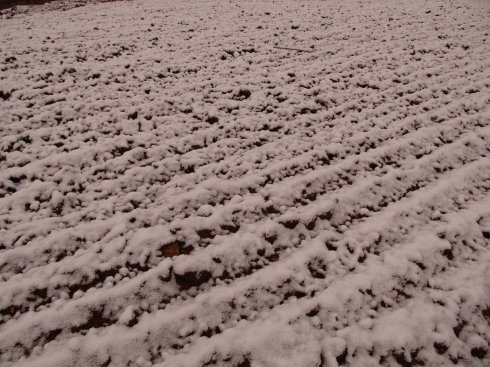 专家说，这场雪对农业而言利大于弊